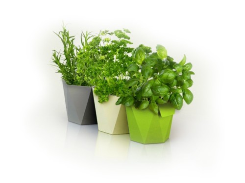 Osłonka ziół Heca - kolory